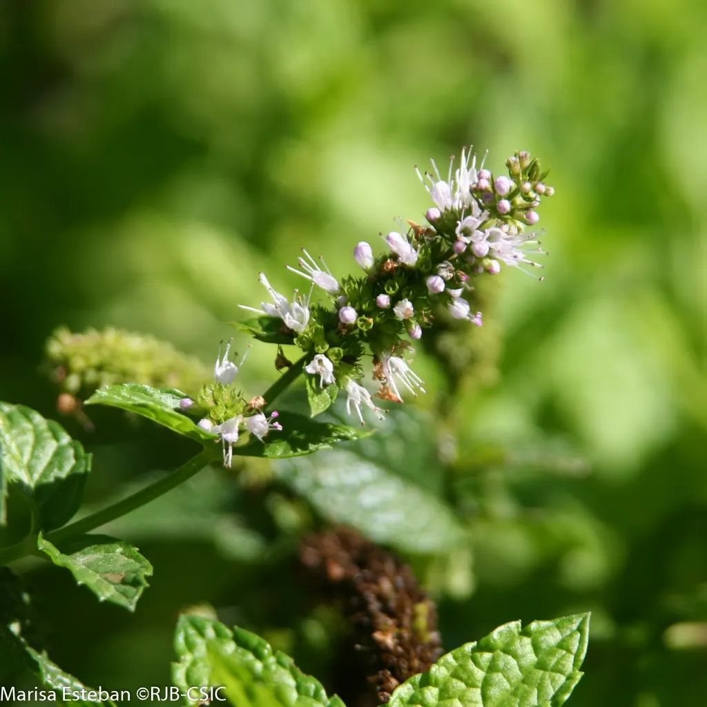 REAL JARDÍN BOTÁNICO tweet media