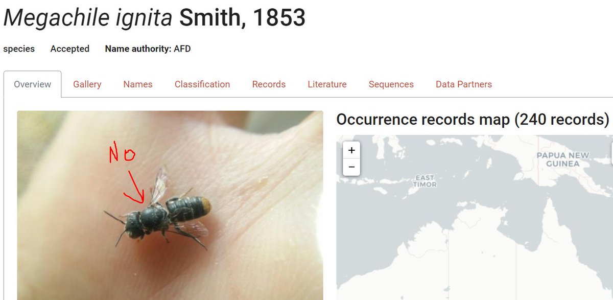 Dr Kit Prendergast (@beebabette) on Twitter photo Be wary of species records on <a href="/atlaslivingaust/">Atlas of Living Aust</a> when they are from <a href="/inaturalist/">iNaturalist</a> - SO many incorrect #Australian #bee identifications. Crowd consensus does not equal taxonomic verification. We should be investing in #taxonomy <a href="/australtaxonomy/">Taxonomy Australia</a> Be wary of species records on <a href="/atlaslivingaust/">Atlas of Living Aust</a> when they are from <a href="/inaturalist/">iNaturalist</a> - SO many incorrect #Australian #bee identifications. Crowd consensus does not equal taxonomic verification. We should be investing in #taxonomy <a href="/australtaxonomy/">Taxonomy Australia</a>