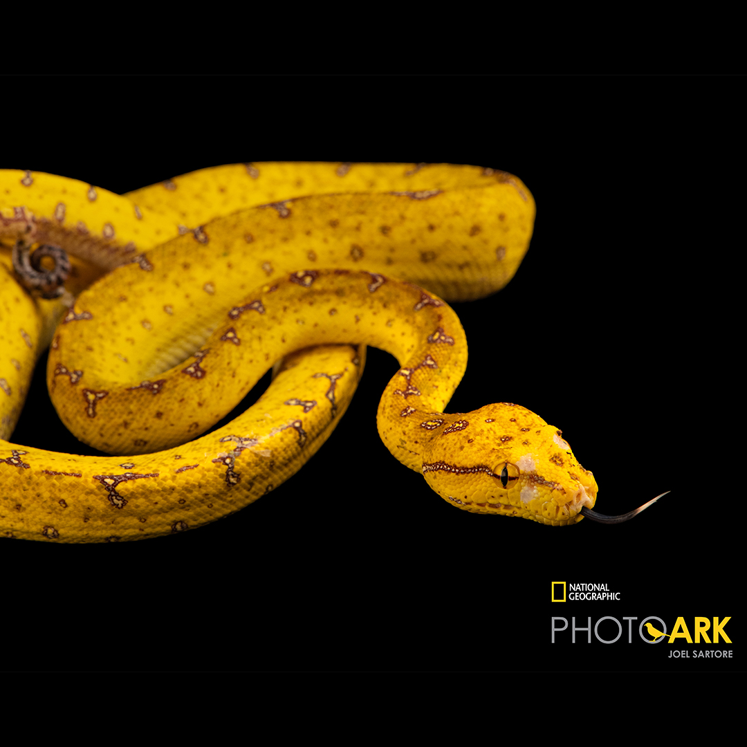 halesowencoll's tweet photo. A year ago, @joelsartore and his team from the @natgeo Photo Ark project came to our animal care unit to photograph some of our animals. Recently we received the images from Joel. How amazing are they?!?!
#halesowen #halesowencollege #natgeo #beautysnake #snake #treepython https://t.co/5Im0BVkrlr