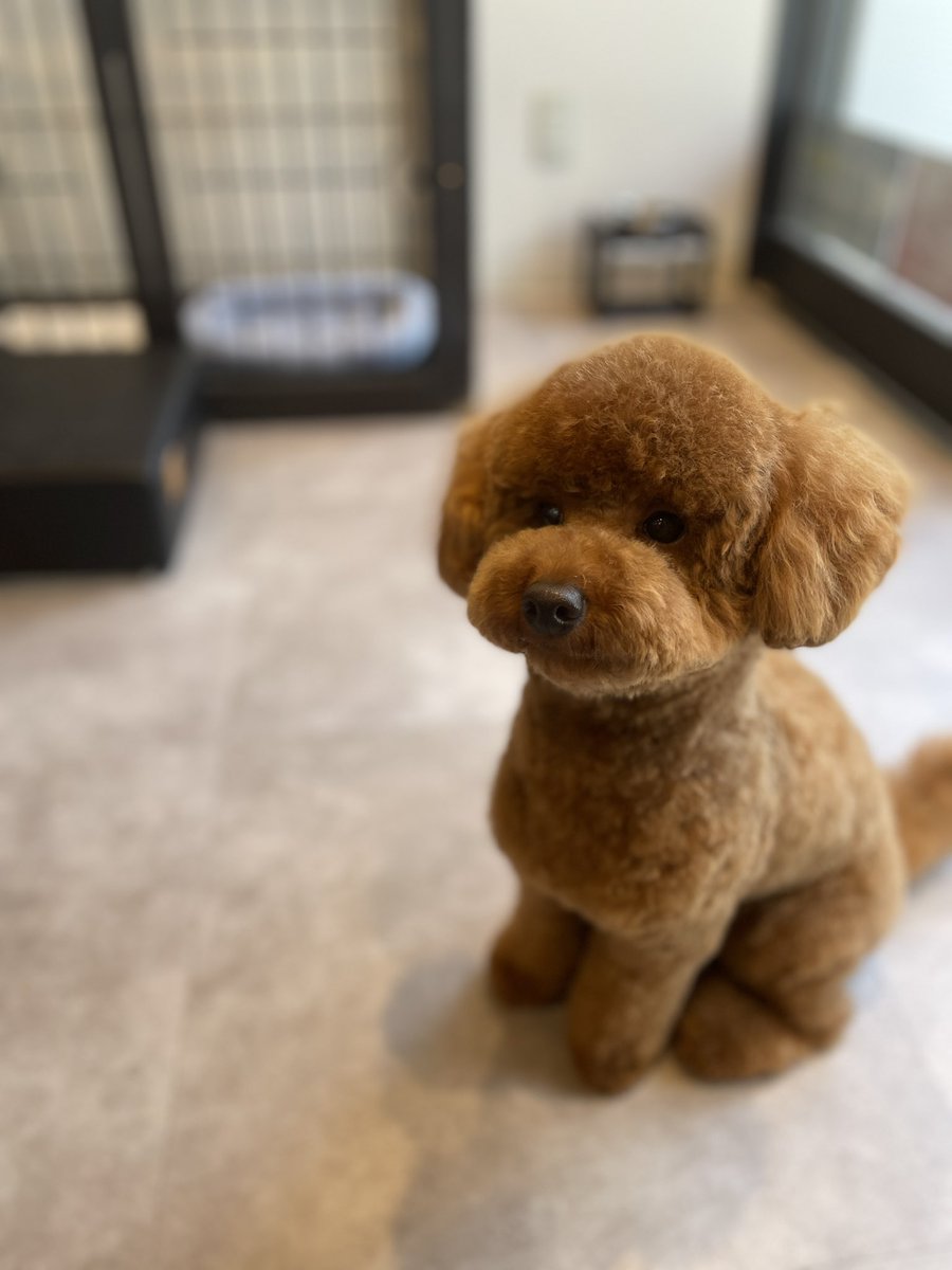 poochies11's tweet photo. かわいいね…🧸

#POOCHIES #プーチーズ #プードル #トリミング #ペットサロン #大鳥商栄会  #目黒 #下目黒 #tokyo #japan #dog #grooming #doglife #doglover #cutepet https://t.co/iKHvelZbGW
