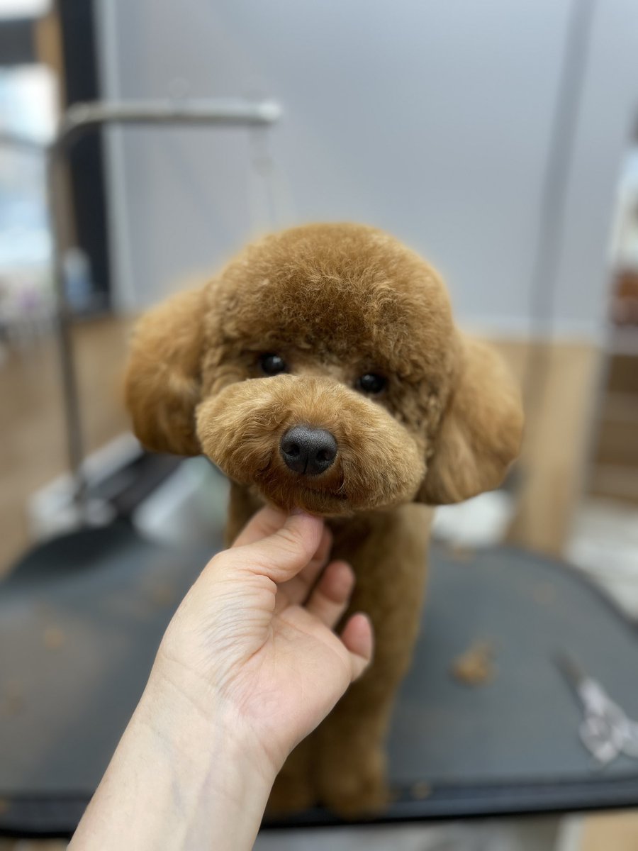 poochies11's tweet photo. かわいいね…🧸

#POOCHIES #プーチーズ #プードル #トリミング #ペットサロン #大鳥商栄会  #目黒 #下目黒 #tokyo #japan #dog #grooming #doglife #doglover #cutepet https://t.co/iKHvelZbGW