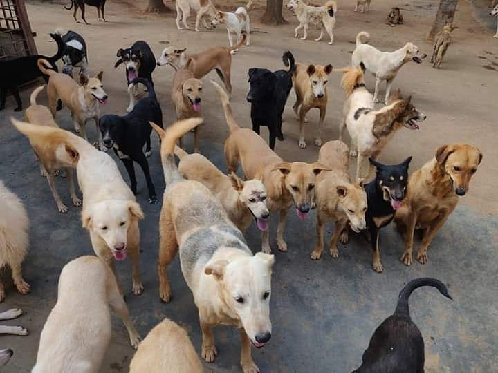 urallfunny's tweet photo. FOOD LEFT FOR ONLY TOMORROW.
At the shelter, we are in a situation that we don't know what will happen after tomorrow as we lack food.
We lack funds. https://t.co/DoPc2uXDDY