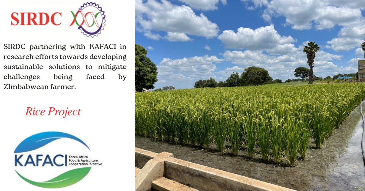 sirdczim's tweet photo. Our research thrust in terms of Rice production is to establish seed multiplication and dissemination systems of certified rice seed. Stick with us as we share more on our findings
#research #riceresearch #smartagriculture #kafaci #sirdc https://t.co/pOuUkwvHgW
