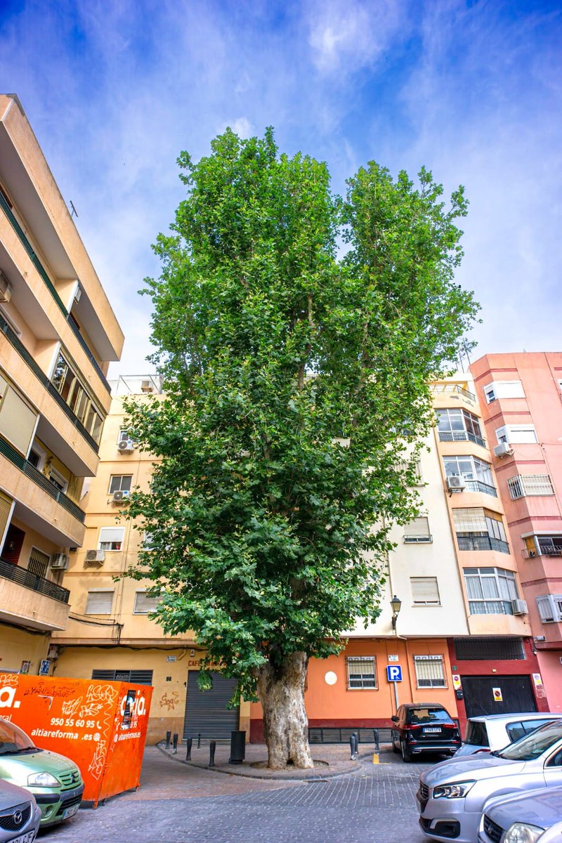 🌳 Celebramos el #DíaMundialDelÁrbol con 2 imágenes de árboles singulares de #Almería. 

🌳 𝘗𝘭𝘢𝘵𝘢𝘯𝘶𝘴 𝘩𝘪𝘴𝘱𝘢𝘯𝘪𝘤𝘢 de la Plaza del Pino.
🌳 𝘍𝘪𝘤𝘶𝘴 𝘷𝘪𝘳𝘦𝘯𝘴 del Paseo de San Luis.

Te animamos a dar un paseo y visitarlos.

@aytoalm #SostenibilidadAmbiental