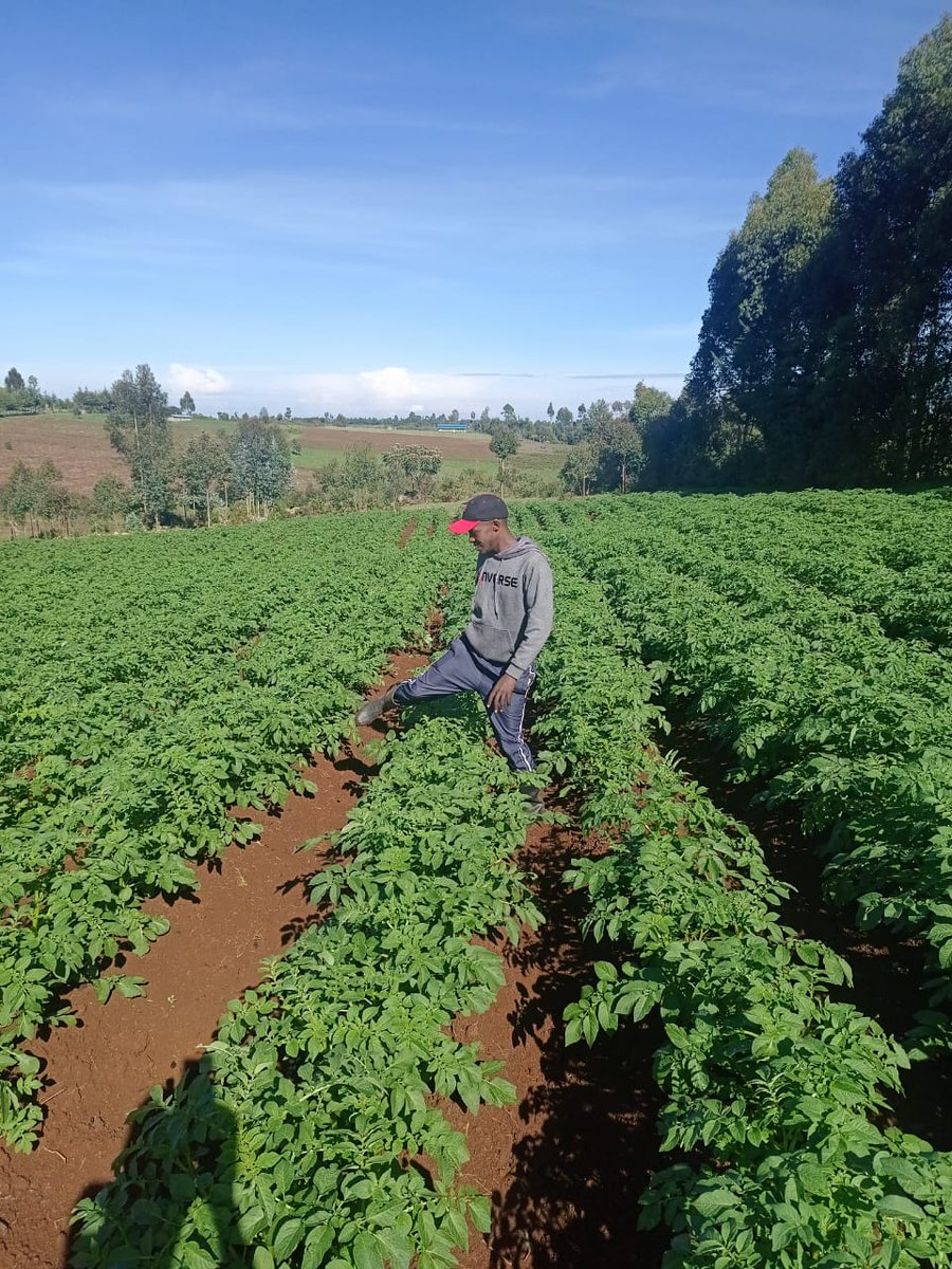 RiariAgriHub's tweet photo. Mutai David from Kuresoi Nakuru County, is happy after sourcing seeds from Riari. 

What are we doing to help you join Mutai's happy club? 
We have made booking #CertifiedSeedPotatoes easy as A, B, C. 

Speak with any Riari Representations on any of our social media platforms. https://t.co/8B0B87CAMs