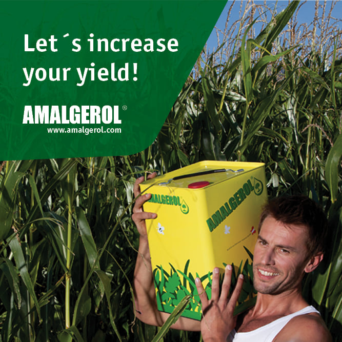 💚 Optimal plant growth with AMALGEROL!
The strong product from Austria 🇦🇹

💪 Activates soil life and promotes root growth
🛡️ Protects plants from stress and strengthens the immune system
💰 Guarantees yield security in every situation

#biostimulant #amalgerol
