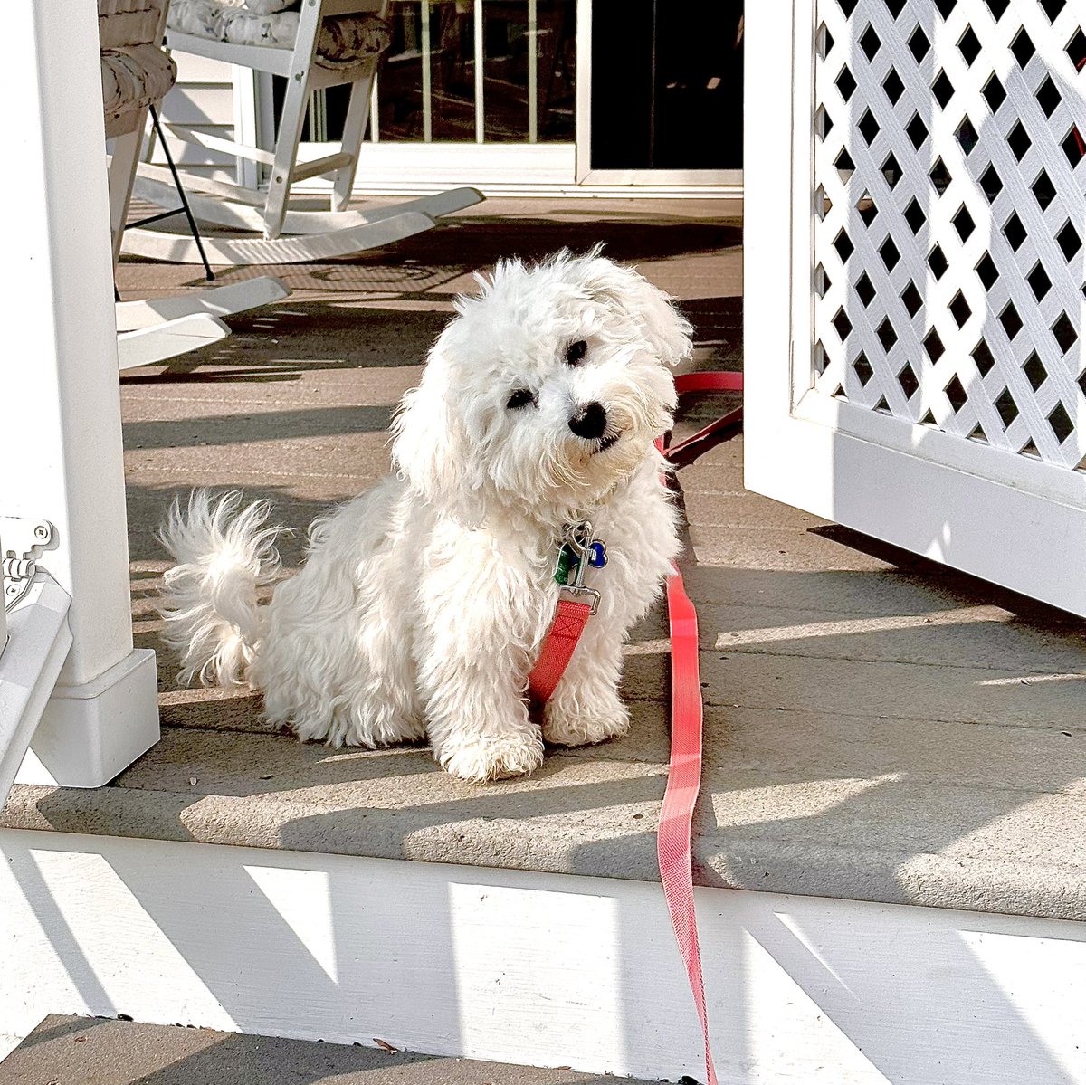 scoutcamelot08's tweet image. Momma here: Today is a BIG day in puppy Scout&apos;s short, wonderful life. He will be receiving his very first grooming! 
I will post before and after photos and give all his pals a report on his “behavior!” 🙄
Bonnie, his groomer, will deserve the Medal of Bravery! 🥇😁😘💙🐾🐾🐶