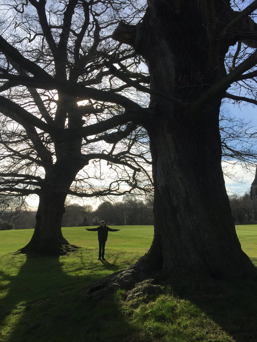 The English Oak Project on Twitter "Trees don't have nervous systems