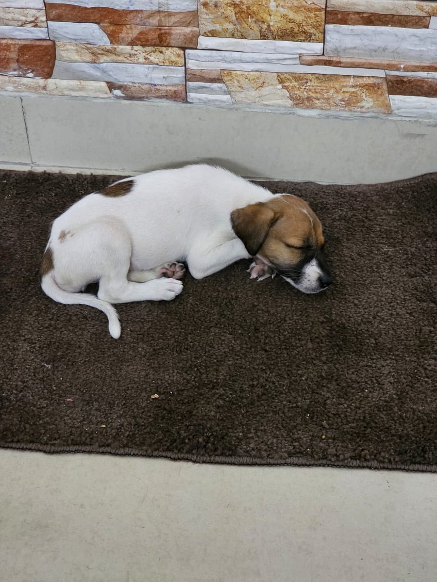 vandyvarung's tweet photo. Bella's journey from street to a home
#homeforBela #lovefordogs #streetdogs https://t.co/TDaGJQDIbX