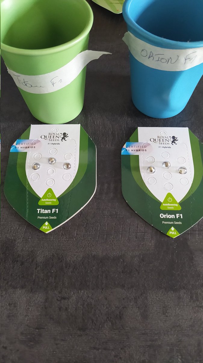 StephandjoG's tweet photo. Next run is coming 😉👍
#gorillasherbet and #sweetskunk from @sweetseeds_es 
#orionf1 and #titanf1 from @royalqueenseeds 
#lavacake and #watermeloncandy from @Zamnesia_ https://t.co/p4RsPehfT0