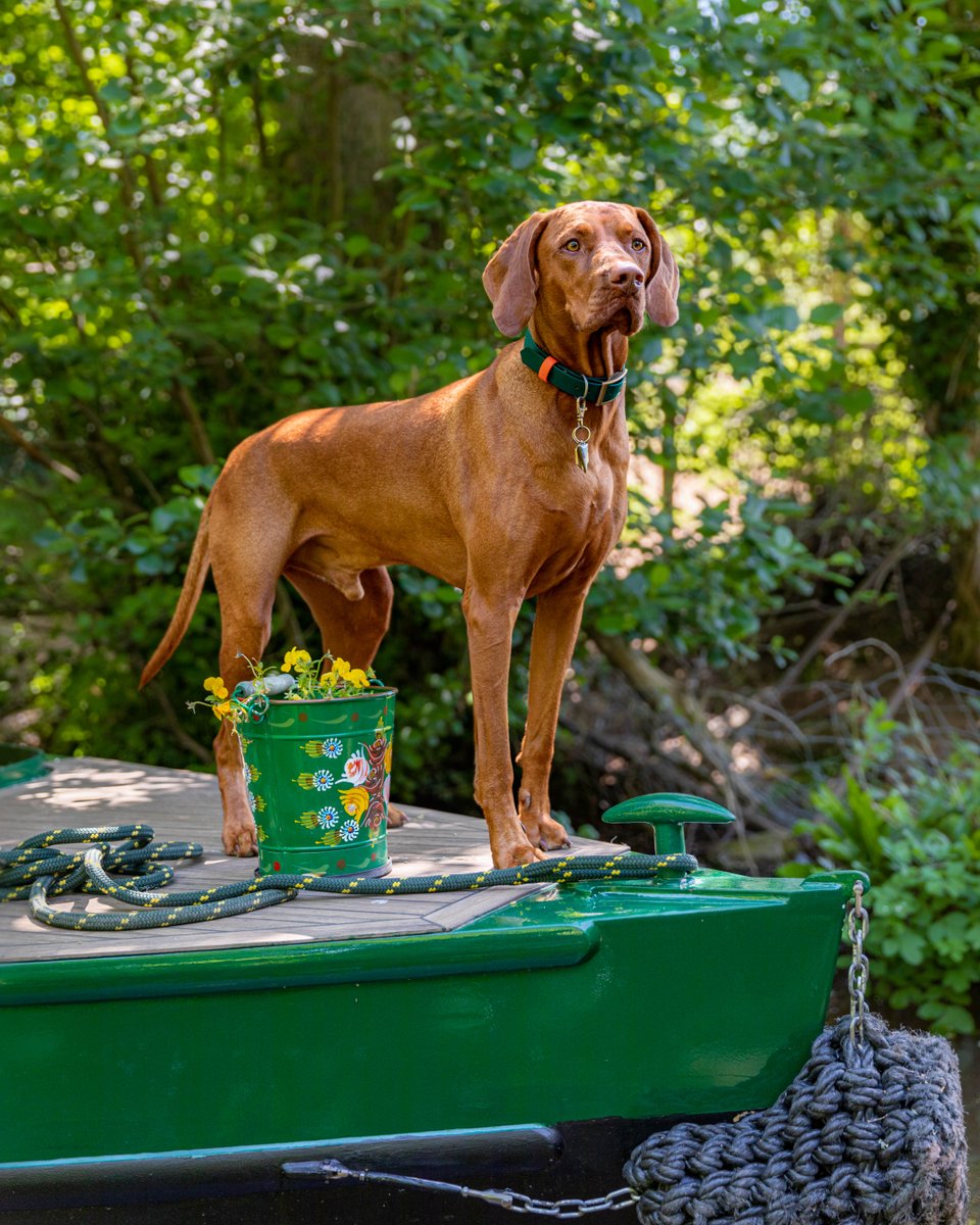 With 35 miles of canal and towpath to cruise along and walk, the Monmouthshire and Brecon Canal is the perfect place to bring your four-legged friends. A self-catered, all-inclusive canal boat is the perfect base to explore Bannau Brycheiniog. #dogfriendly #canalboatholidays