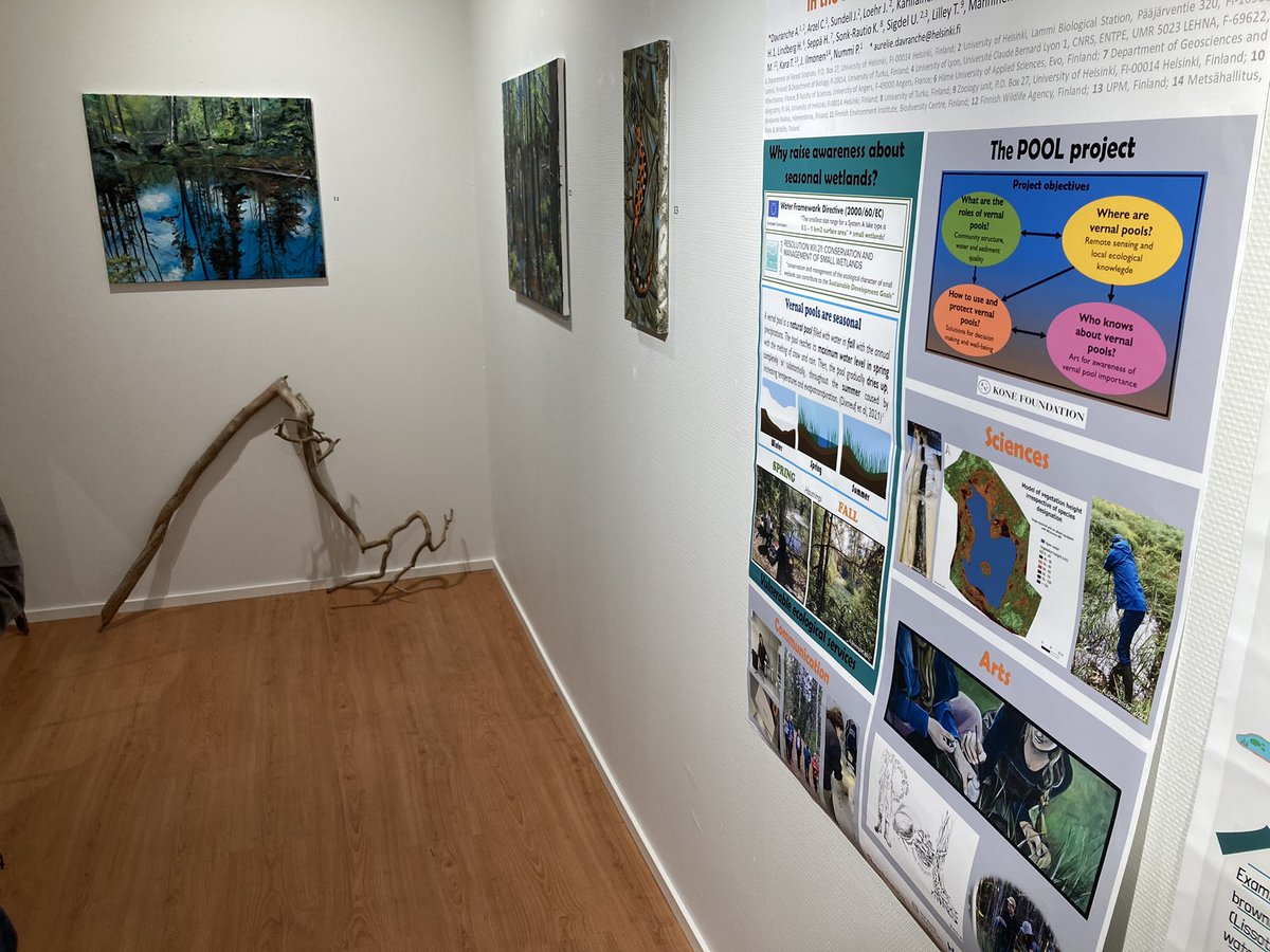 AuDavranche's tweet photo. @RadkaTV and the POOL project are exposed at the gallery of @Luonnonperinto in @HMLkaupunki !
#vernalpools can be seen in their spring phase when flooded with some of their inhabitants like #dysticids and #newts @CelineArzel @KoneenSaatio @LammiStation @ForestSciences https://t.co/rjzZGiePEr