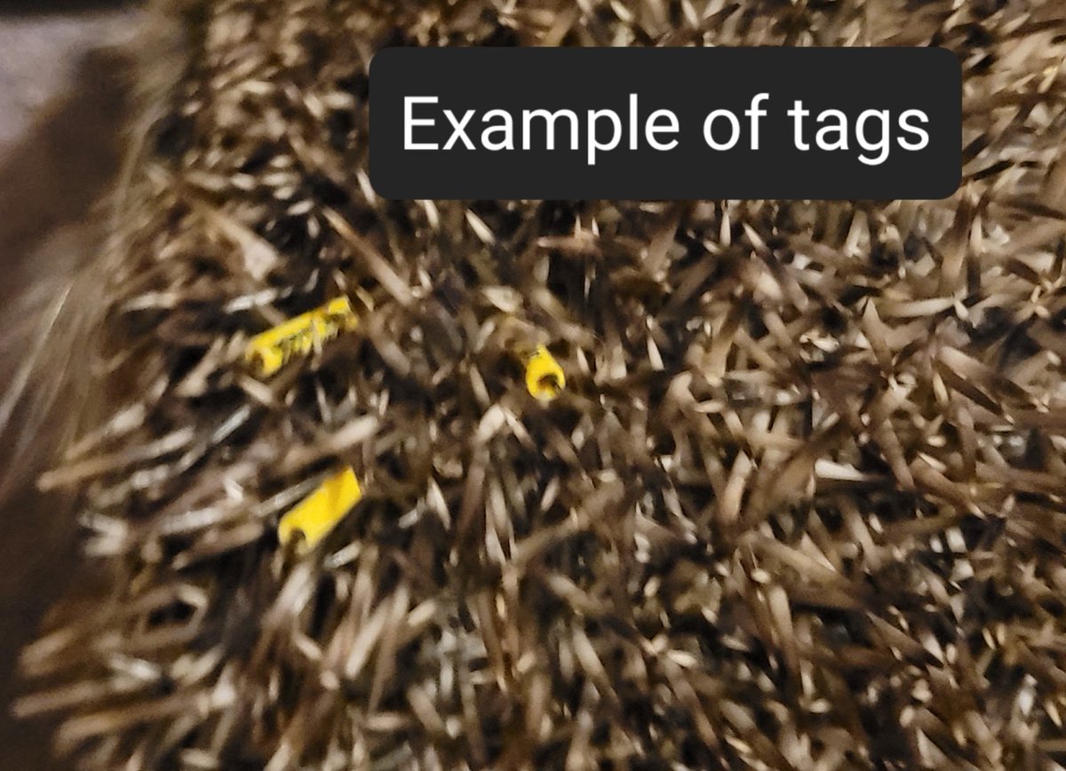 Monique Blackford on Twitter "Hannah has been handed into Lulubells Animal Rescue 😢 I was