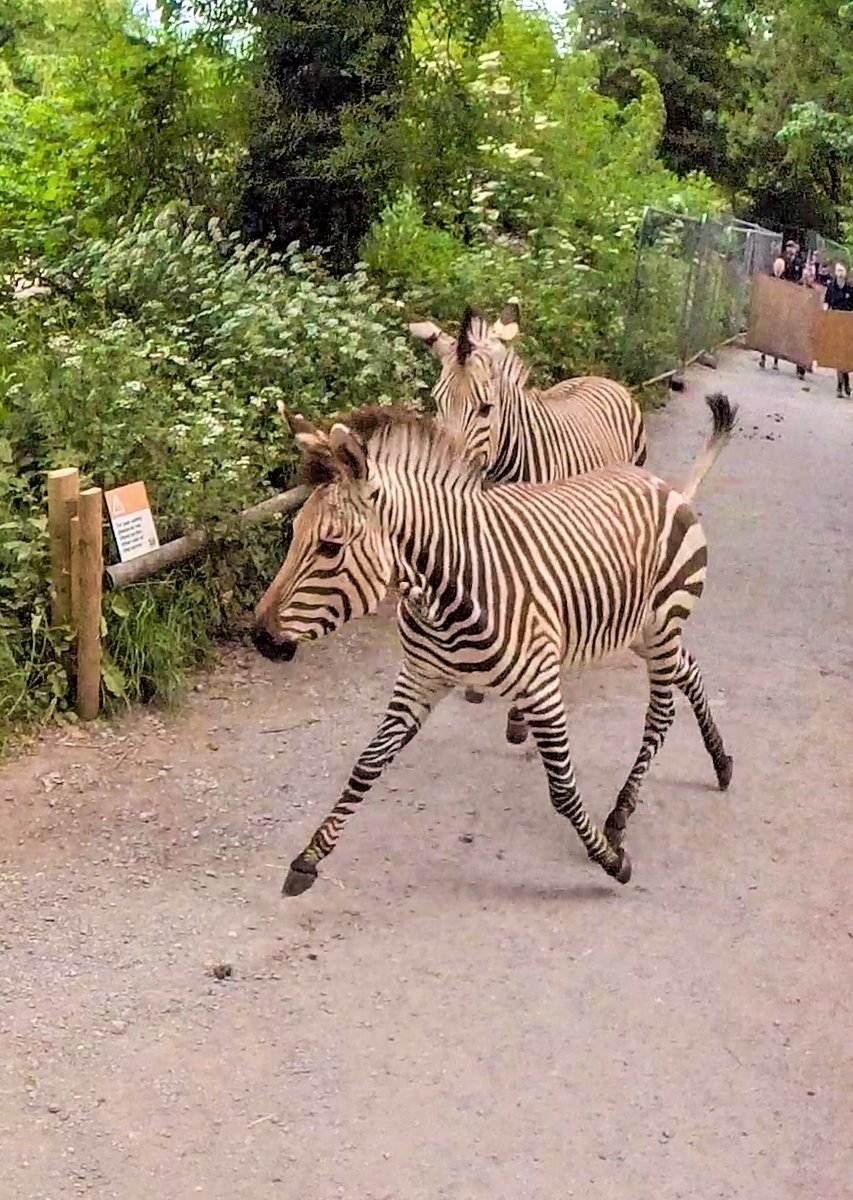 Zebra crossing! 🦓🦒 We have just moved our zebra to their brand new, custom-built home next to our giraffes, as part of our major redevelopment project. Read all about it here >> paigntonzoo.org.uk/news/zebra-cro… #AnimalCrossing #ZooNews #ZebrasandGiraffes