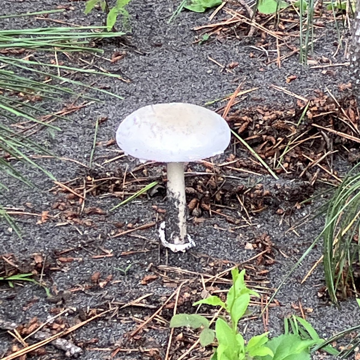 近づけない場所だったから、拡大して撮るしかなかったんだけど。
ツバがついてるか否かよくわからんのが悔やまれる( つω;｀)
ﾄﾞｸﾂﾙ様(仮)… https://t.co/LS7njeGltg