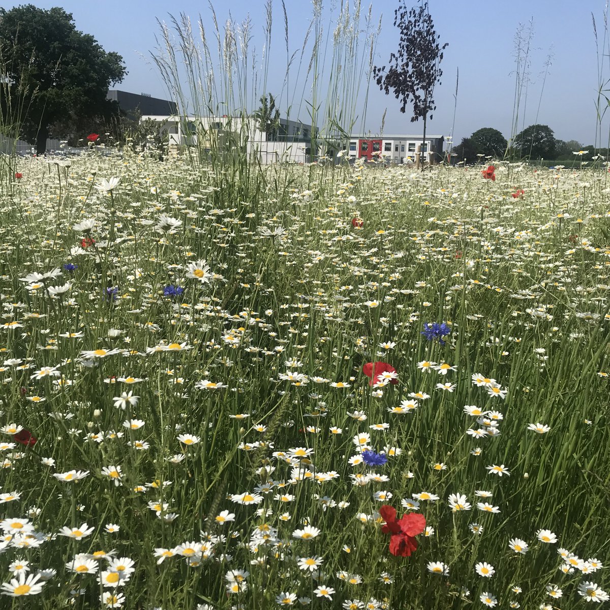 The wildflower meadow has blossomed during half term and is a picture of calm and tranquility during exam week at #LEHSchool