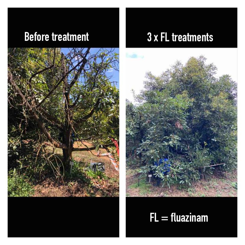 Avocado Research Programme tweet media
