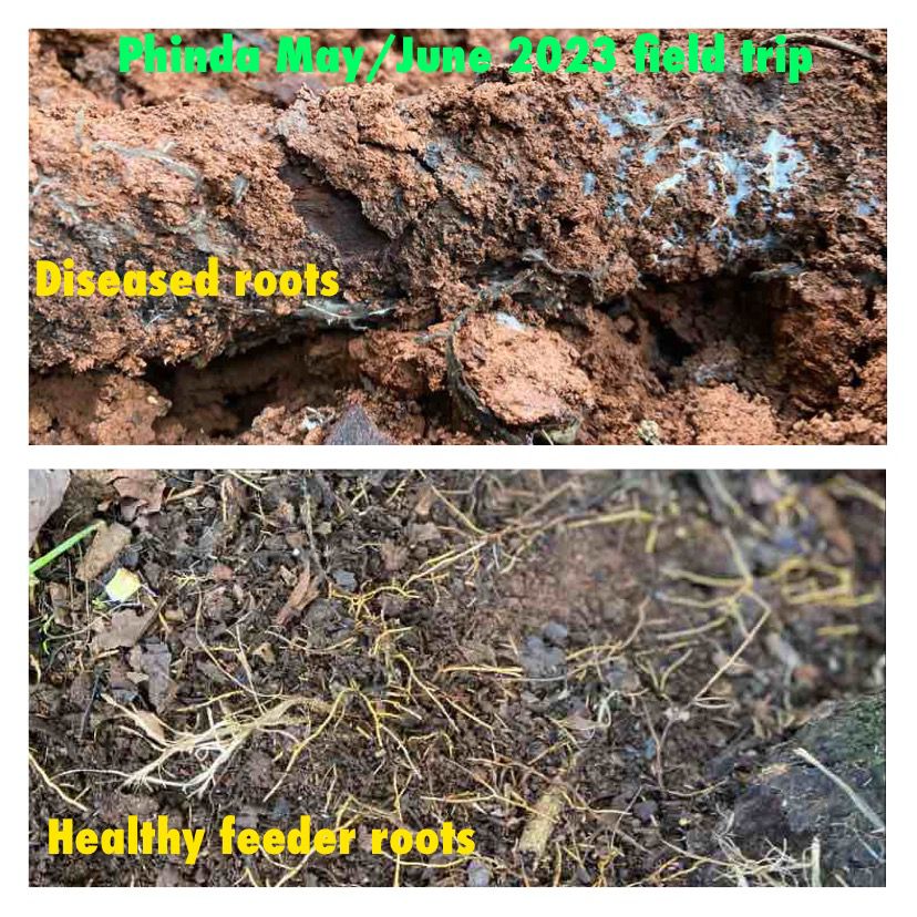 Avocado Research Programme tweet media