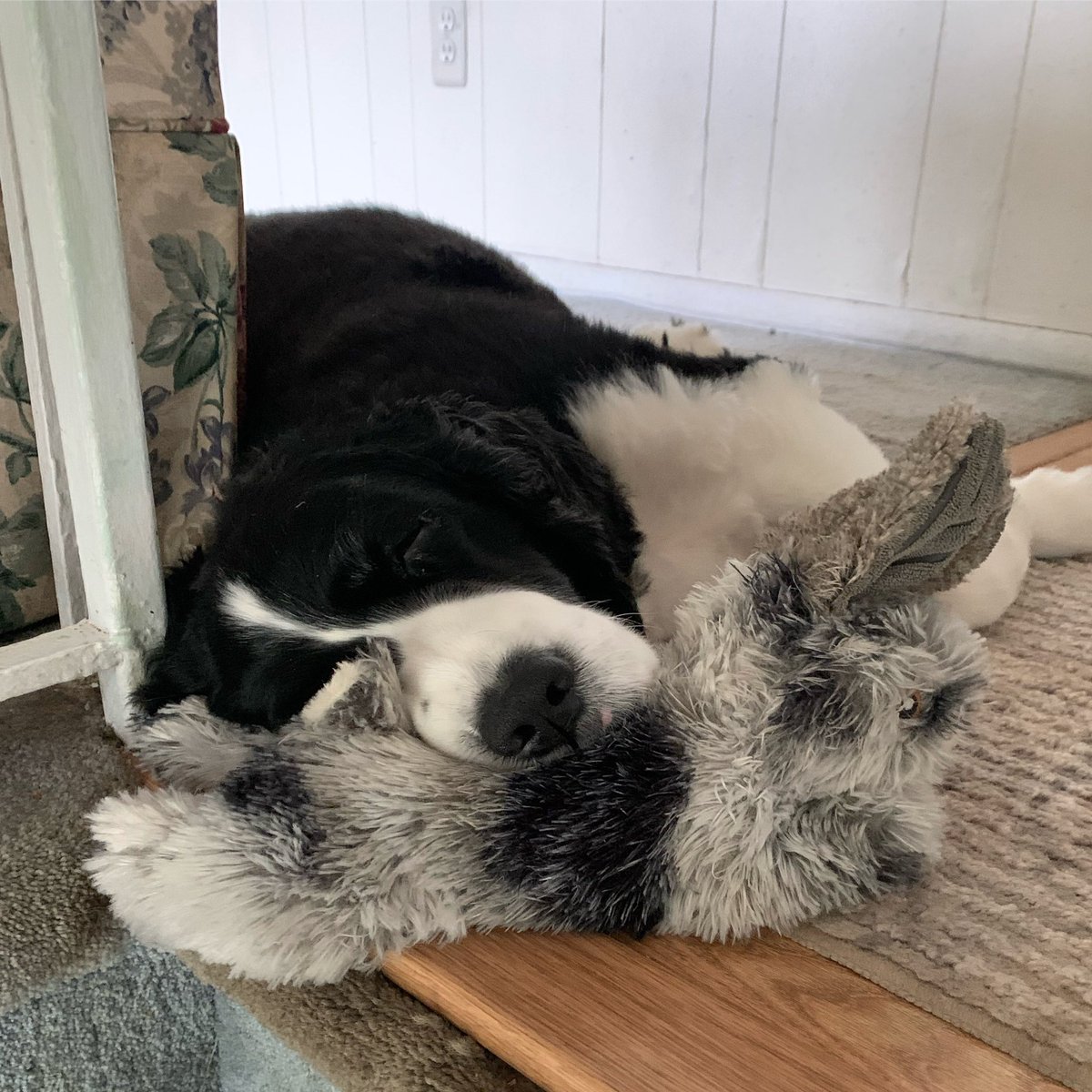 Chauncey sleeping on his rabbit 🥰 #EnglishSpringerSpaniel #dogs #puppies