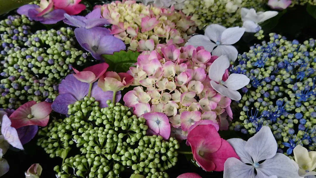 727827's tweet photo. 紫陽花の花手水が涼しげ💐💐💐 https://t.co/oMT1P1BGFl