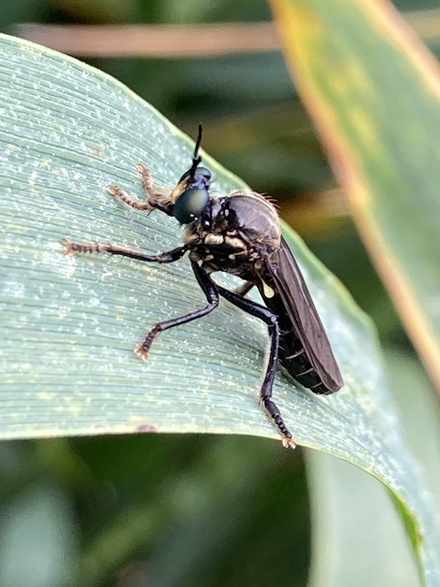 AphidsToZ's tweet image. Is this a Violet Black-legged Robber Fly - Dioctria atricapilla @SoldierfliesRS? Nr Bawburgh, Norfolk. Seen on wheat.