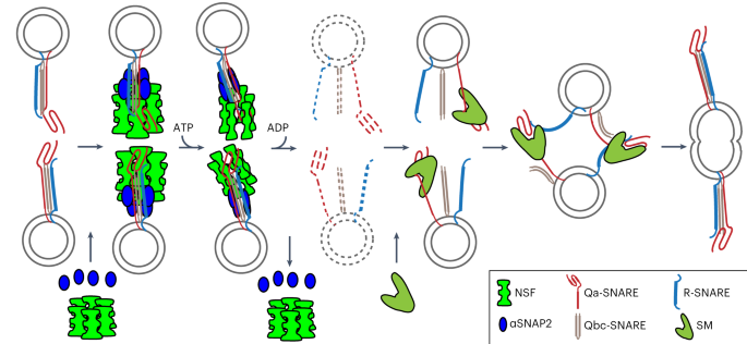 Journal of Clinical and Cellular Immunology tweet media