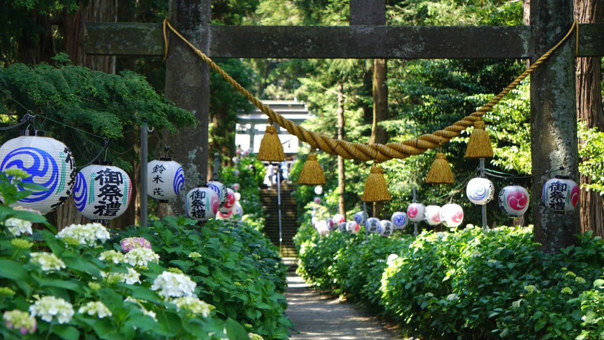 あじさいの開花状況 in 磯山神社⛩️ [6/7現在] 鹿沼南バイパス側の