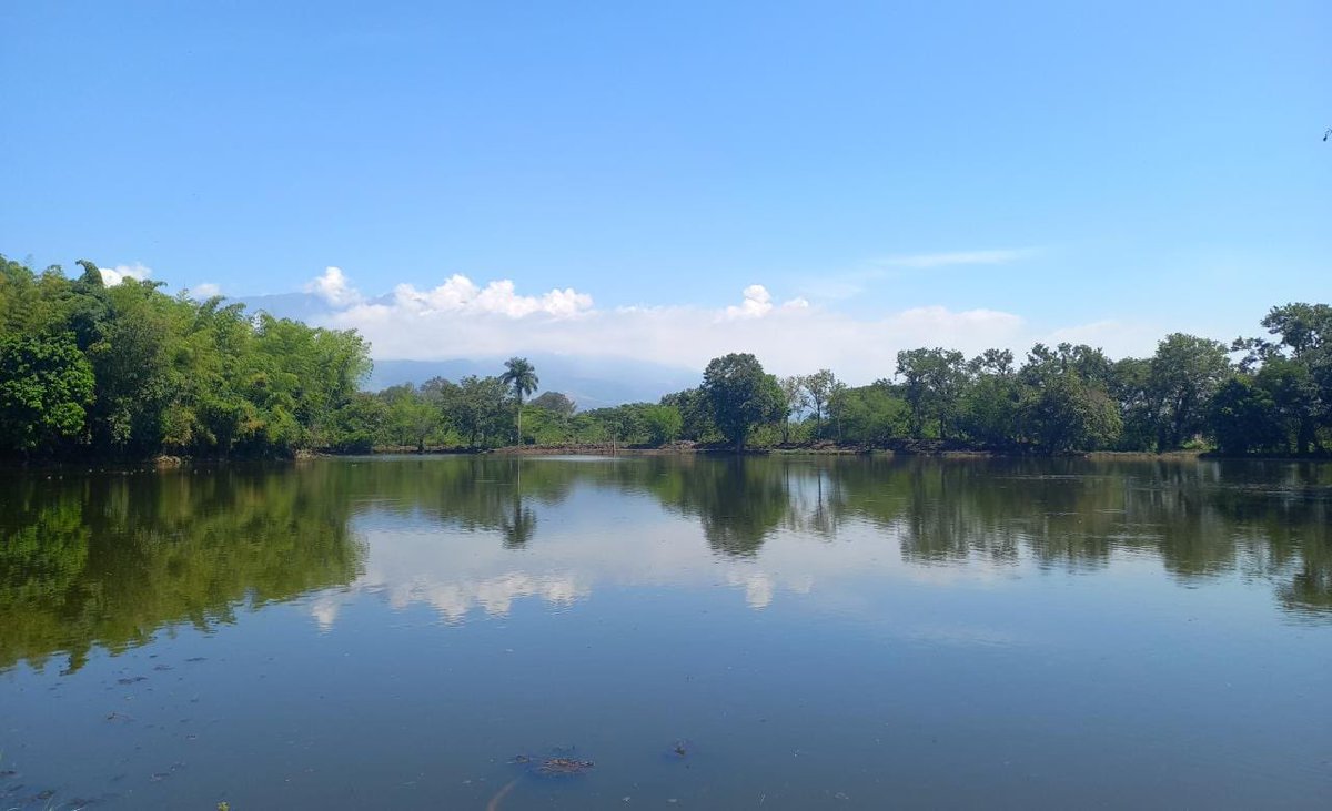FelipRamirez_'s tweet photo. En Jamundí estamos trabajando para tener el mejor sistema de Parques del Agua. 

Recuerdo la primera reunión que tuvimos en el 2020 para llegar a esto, alguien dijo con desprecio “eso no es un bosque, son un poco de palos…” así se le da paso a la recuperación del primer bosque urbano de Jamundí.

Recuerdan nuestro alumbrado navideño 2022, a la primera persona que me diga cómo se llamaba le haré una invitación muy especial.

¡Ahora!