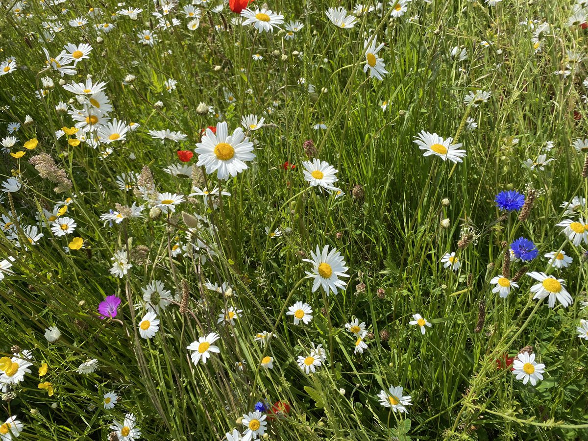 Connecting our #biodiversity topic to our @TarboltonPS_sac meadow in full bloom. An impactful initiative from @southayrshire, which makes our #OutdoorLearning the more colourful and memorable on this sunny morning. #LoveScotland #NatureConservation #Rewilding #EducationMatters