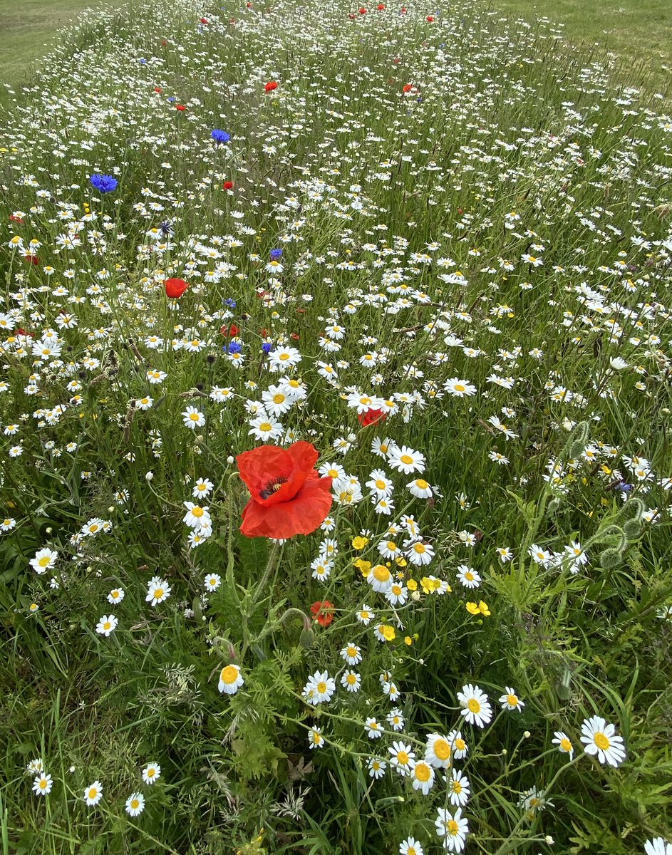 BrunetLaing's tweet photo. Connecting our #biodiversity topic to our @TarboltonPS_sac meadow in full bloom. An impactful initiative from @southayrshire, which makes our #OutdoorLearning the more colourful and memorable on this sunny morning. #LoveScotland #NatureConservation #Rewilding #EducationMatters https://t.co/aoUI3zXOta