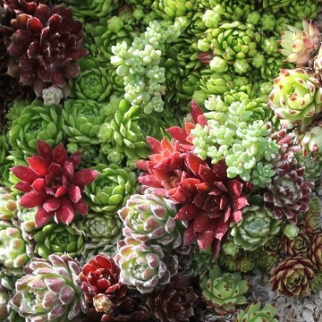 Jardinier-Amateur.fr tweet media