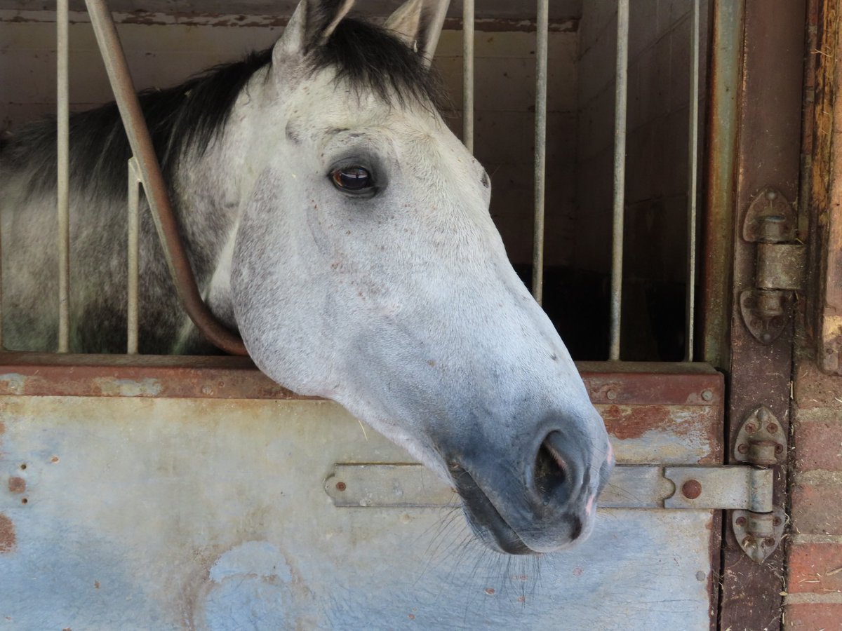 Summerdown1997's tweet image. WITH RESPECT (Gutaifan x More Respect) lines up in the 5.15 from @kemptonparkrace!

Hopefully he can get competitive this afternoon!

Best of luck to connections @ThurloeThbreds!

@daviesharry_ keeps the ride! 💪🏼

#SummerdownStables
#WithRespect