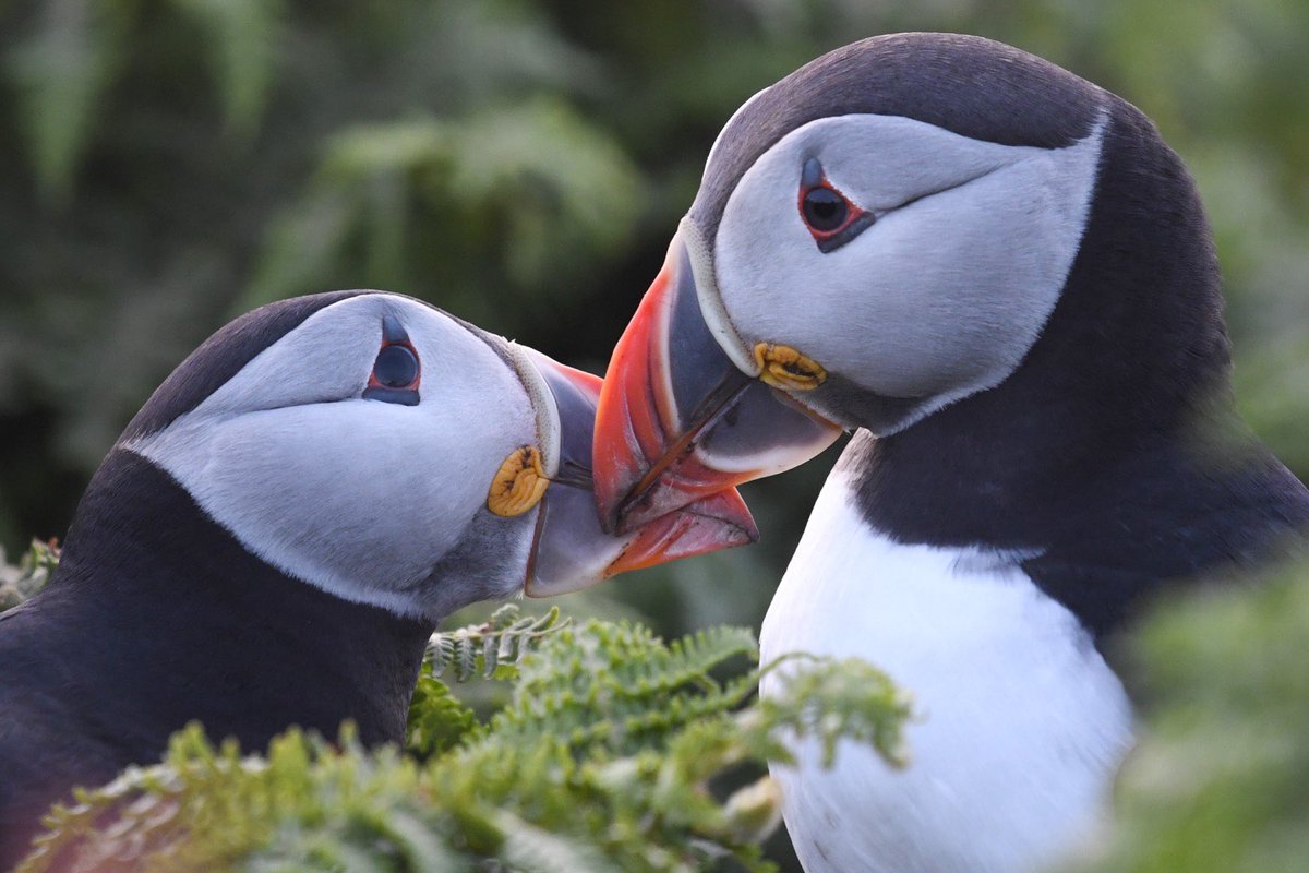 As if there was going to be any doubt, but our stay on Skomer Island is going absolutely amazingly. Full updates to come in the next few days, but for now.. PUFFINS! #TwitterNatureCommunity