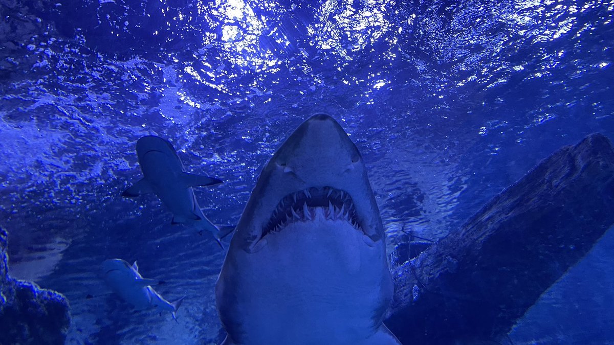 kimozverse's tweet photo. @YouTube Close Encounter with sand tiger shark https://t.co/77r8D3iyQY