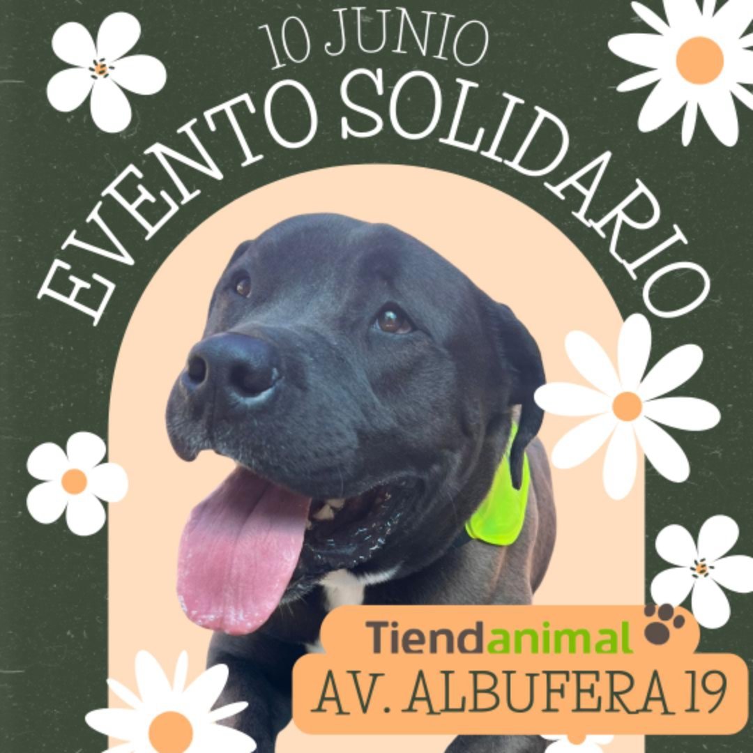 Life4pitbullsMADRID (@life4pitbullsm) on Twitter photo !Chicuel@s! ¡Este finde toca doble!
Estaremos en #Leganés , en el #ParqueDeLasMoreras , en la Feria de la Adopción
Y también en el <a href="/tiendanimal/">Tiendanimal</a> de Avd. Albufera #Vallecas
¡Elegid el que mejor os venga o incluso pasaros por los 2! !Chicuel@s! ¡Este finde toca doble!
Estaremos en #Leganés , en el #ParqueDeLasMoreras , en la Feria de la Adopción
Y también en el <a href="/tiendanimal/">Tiendanimal</a> de Avd. Albufera #Vallecas
¡Elegid el que mejor os venga o incluso pasaros por los 2!