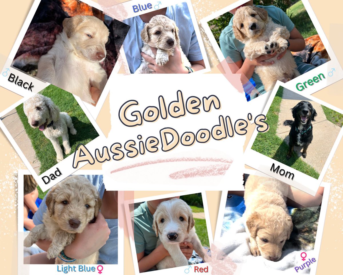 natecopher's tweet image. Meet the stars of the show – a litter of 6 Golden Aussiedoodles! Born May 7, these bundles of joy are the epitome of cuteness, intelligence, and charm. they're counting down the days until they can bring their magic to a new loving household! Shoot me a DM if you are interested!