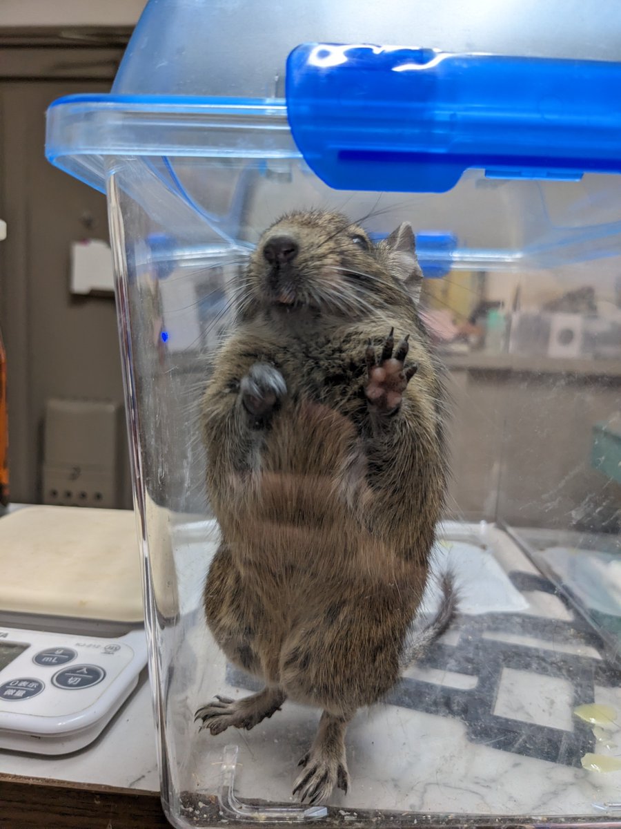 degu_warabi's tweet image. わけあってデグー部屋でカビ退治をしているので一緒に避難している
#pixel5
#デグー
