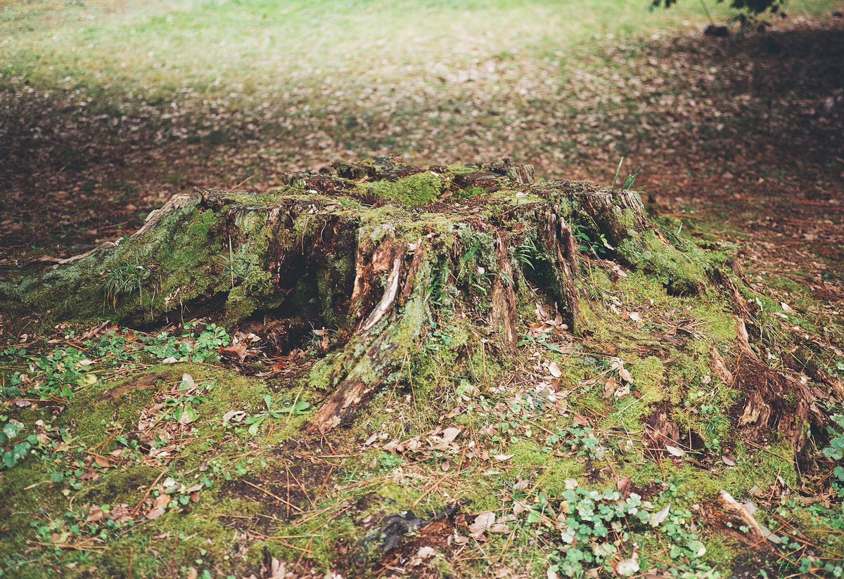 set_953's tweet photo. Alive
自らの根で 草木 昆虫 動物を
生かす ...
#Alive
#生きてる
#スナップ写真
#snapshot
#120film
#fujifilm
#富士フイルム
#gw690ii
#Kodak
#gold200
#写真好きな人と繋がりたい
#キリトリセカイ
#写真表現
#京都 https://t.co/imgZa1mpJo