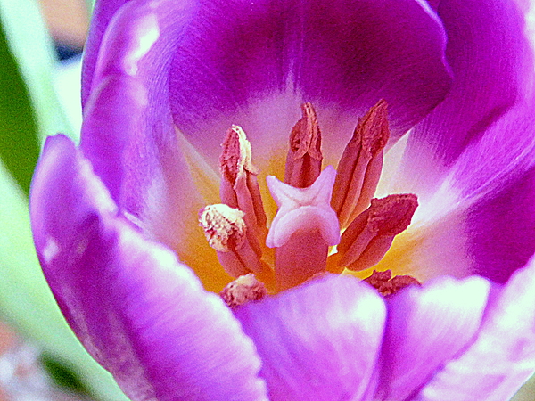 ArlaneCrump's tweet photo. New artwork for sale! - "Inside a Tulip - Macro" - https://t.co/cHwiCMYIJ5 @fineartamerica https://t.co/S71bU8DK7Z