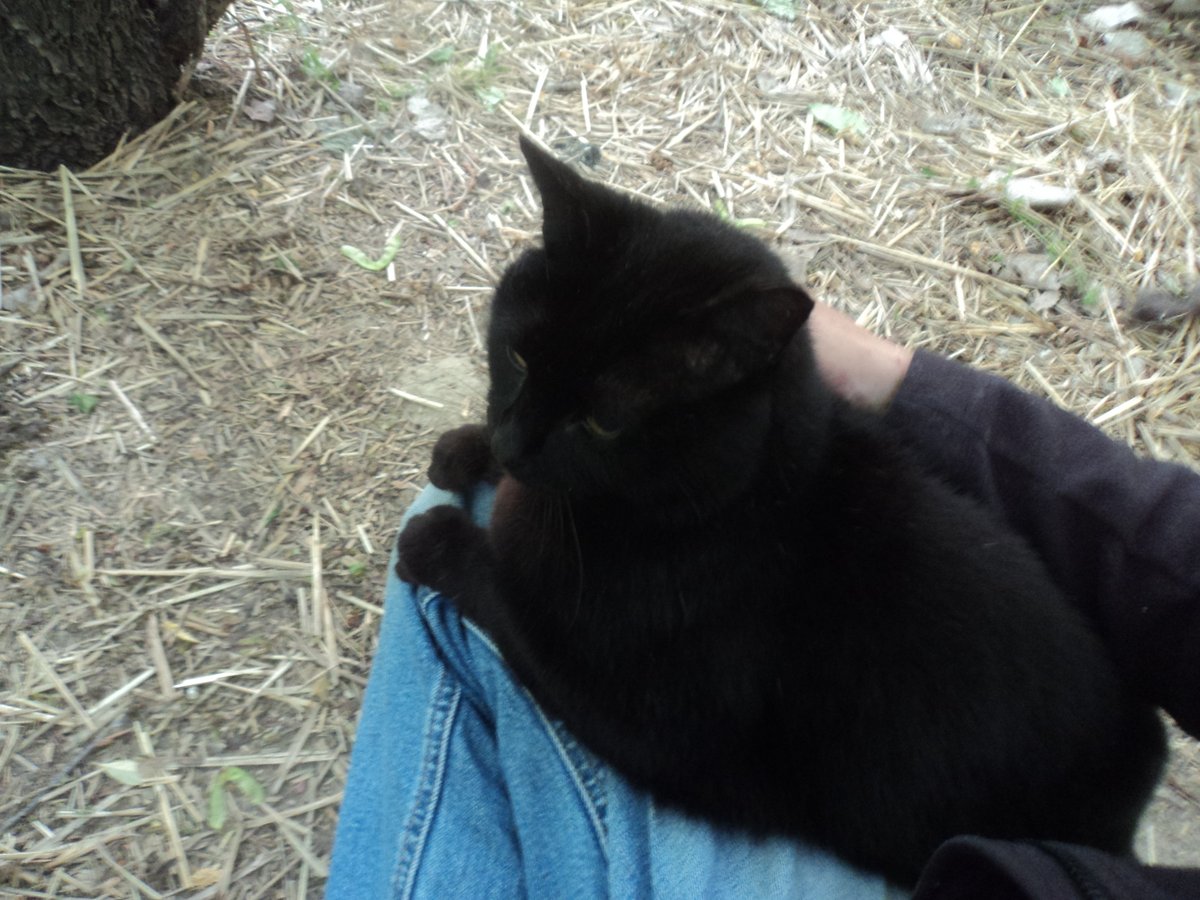 Blackie just having a sit after breakfast.  #CommunityCats #StrayCats $TNR