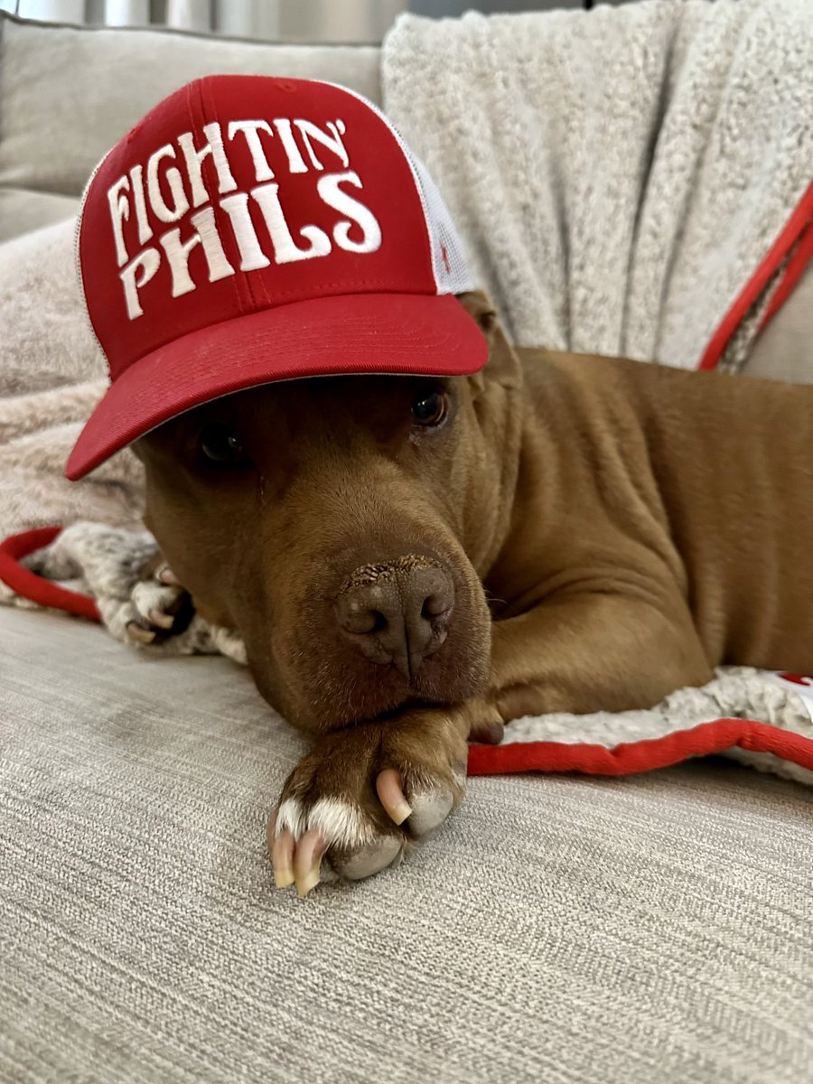 NFTMVP's tweet photo. GM GM to everyone from my dog and me. She’s a big Phillies fan and I’m a big fan of genuine people! If that’s you, let it be known! #Web3 #web3community #NFT #kongseason #bagmi #llafamilia https://t.co/xZjiIEyghe