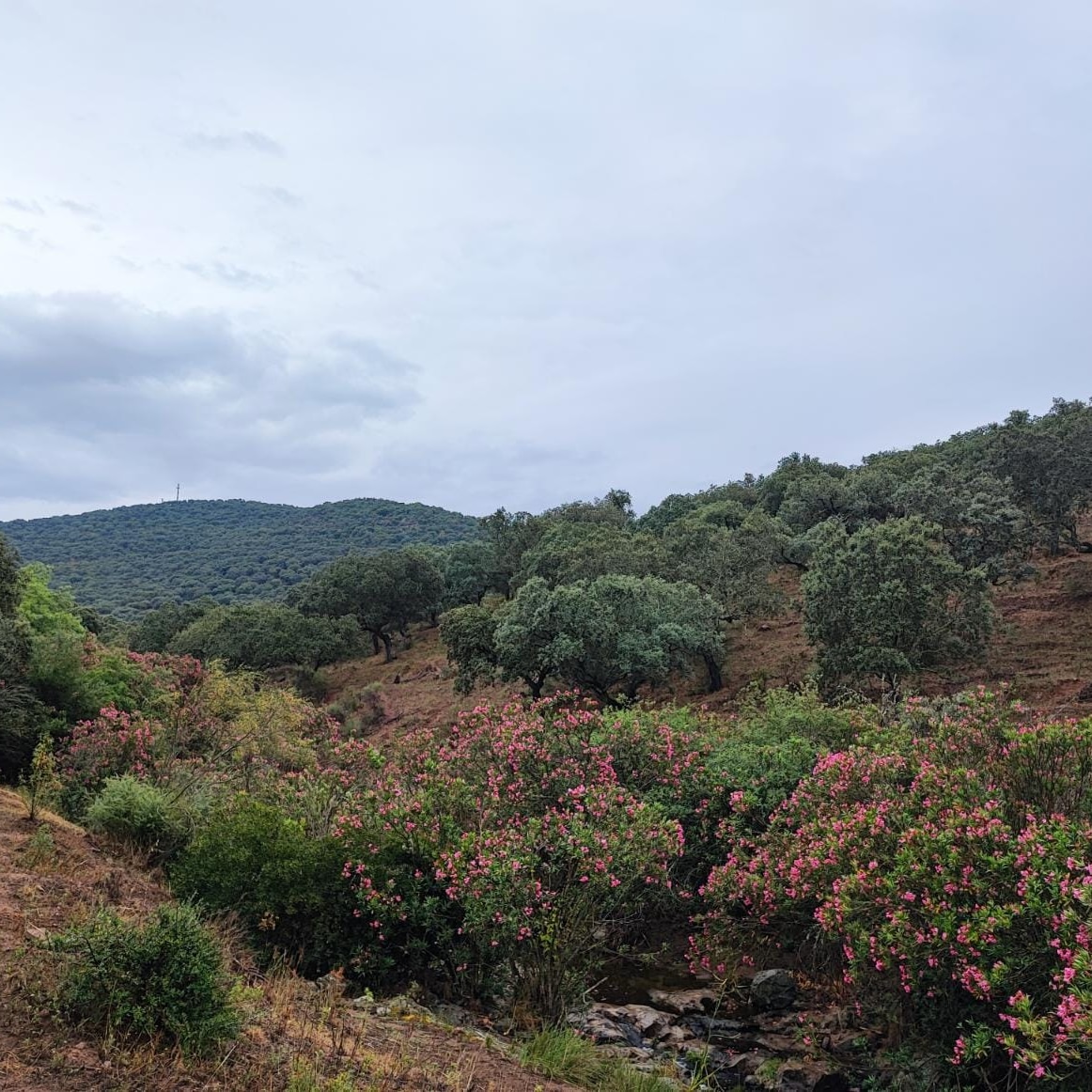 geaforestal's tweet photo. Los Instrumentos de Gestión Forestal Sostenible son indispensables para conocer los recursos de nuestros montes y garantizar su buena gestión.
¡Y hoy nos toca trabajar en tierras extremeñas!
#gestiónforestal #biodiversidad #medioambiente #conservación #soyforestal #Badajoz #Zafra https://t.co/welbnWBGVv