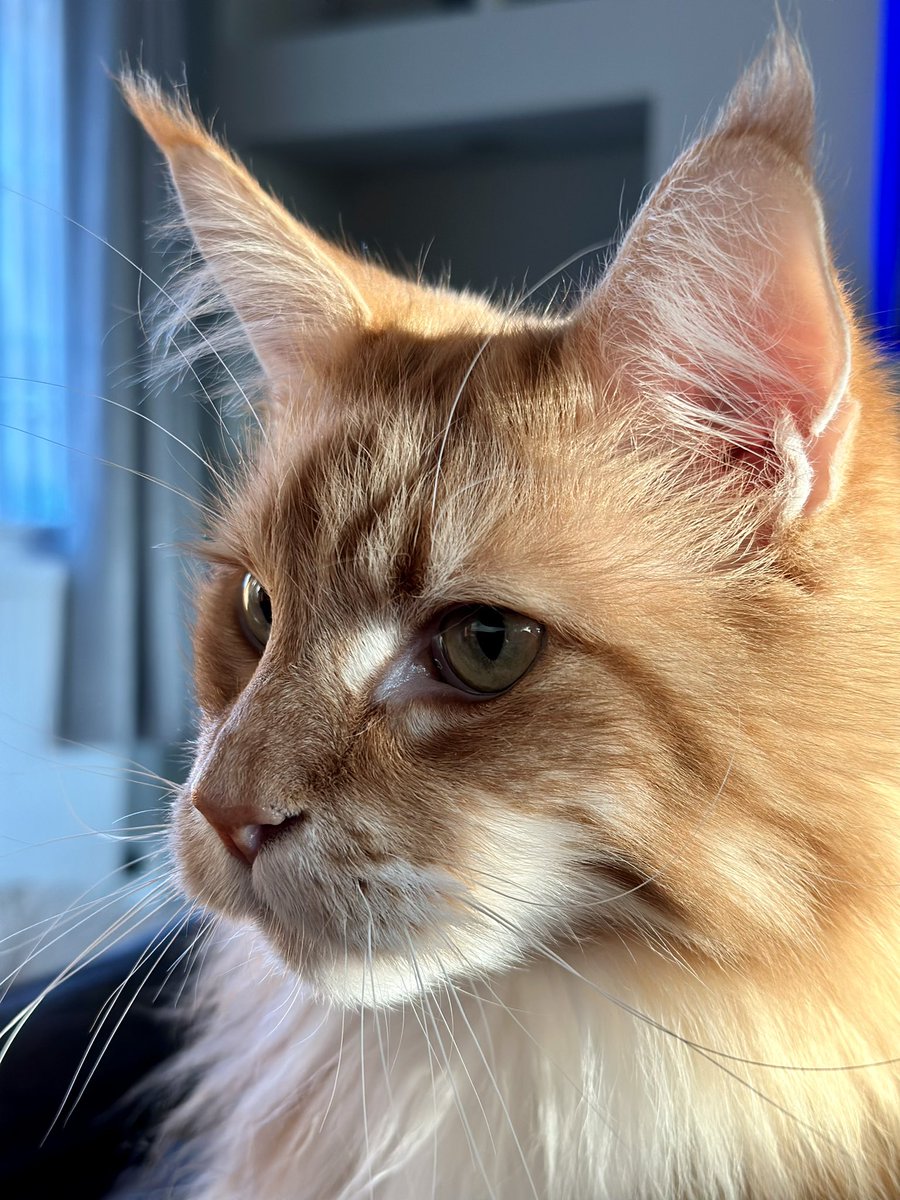 Gizmo is ready for his close up now 😹😹🦁🦁 #WhiskersWednesday #teamfloof #CatsOfTwitter
