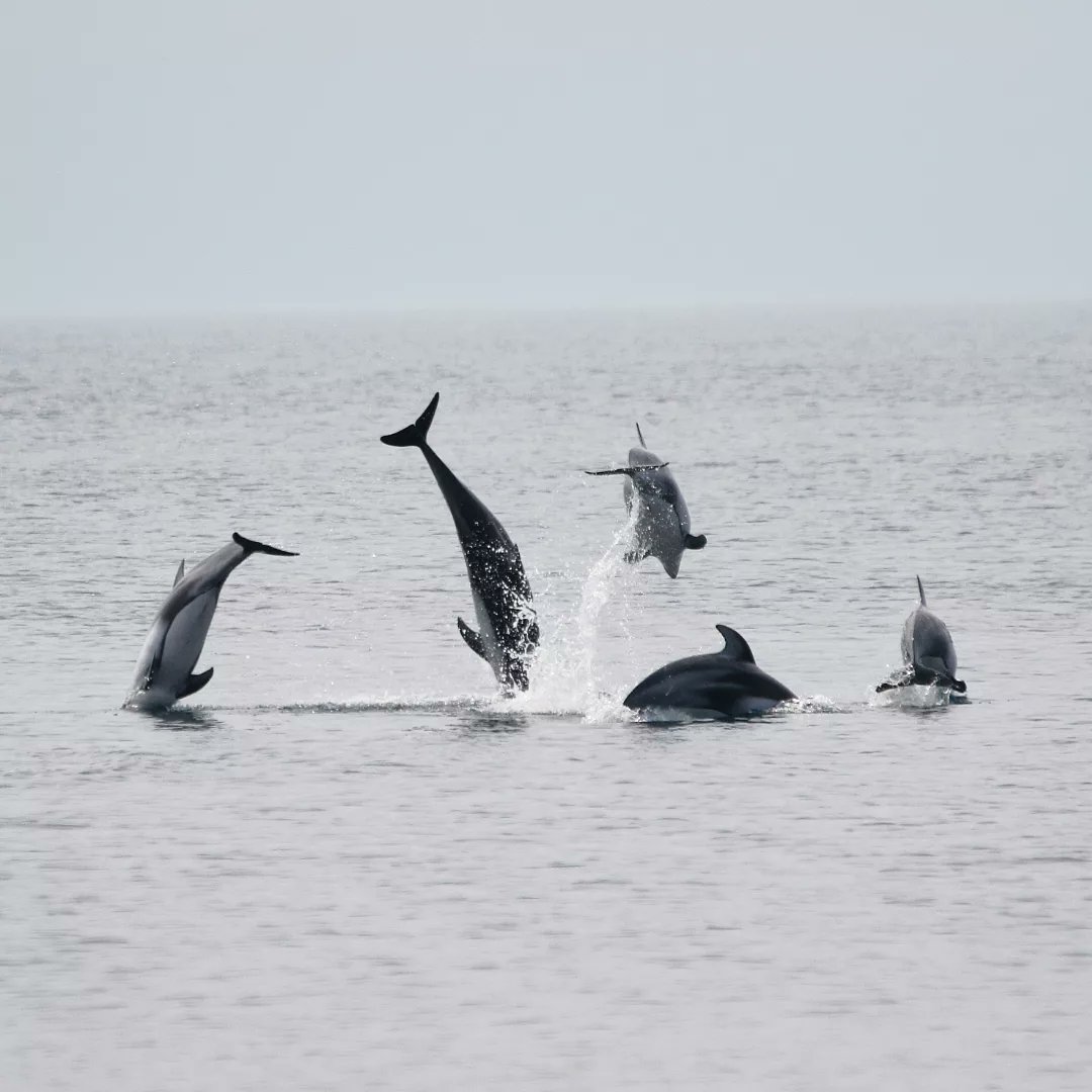 Mad jump from today's adorable #dolphin watching trip with Wakinosawa Primary School. The kids were amazed everytime the dolphins surfaced. They've been learning their whole lives about the Pacific white-sided dolphins that come to their hometown & are still so excited by them 😍