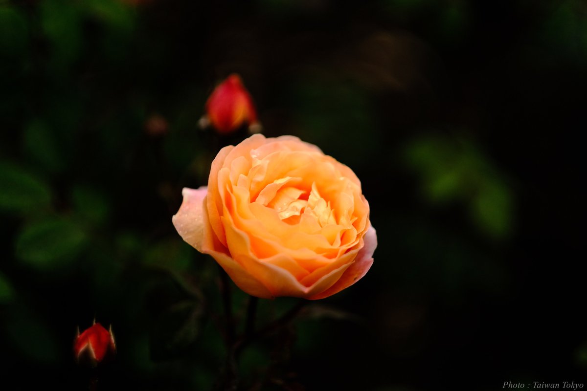バラ Rose
camera：fujifilm X-S10
lens : XF56mm F1.2R
#TLを花でいっぱいにしよう
#写真好きな人と繋がりたい
