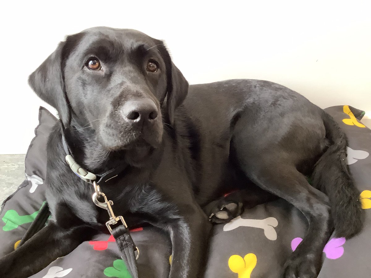 Happy summer!! 😎I hope everyone enjoys their summer holidays! Good luck to all students doing their state exams, especially those in <a href="/Kingswoodcc16/">Kingswoodcc</a>!! 💙🐾

#teamddletb #summer