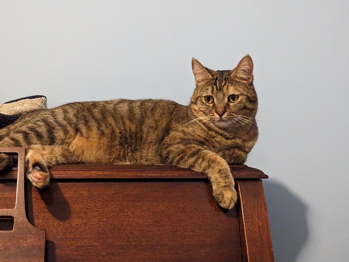 Larry Forman on Twitter "Zinnia does not like catnip. I feel like it