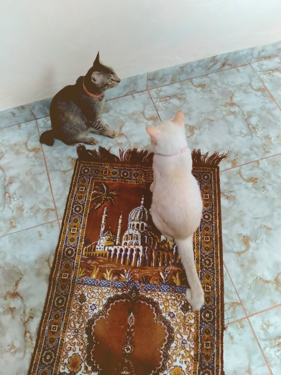 sandiadisini's tweet photo. ekor pendek dan ekor panjang https://t.co/MWZTFigC0t
