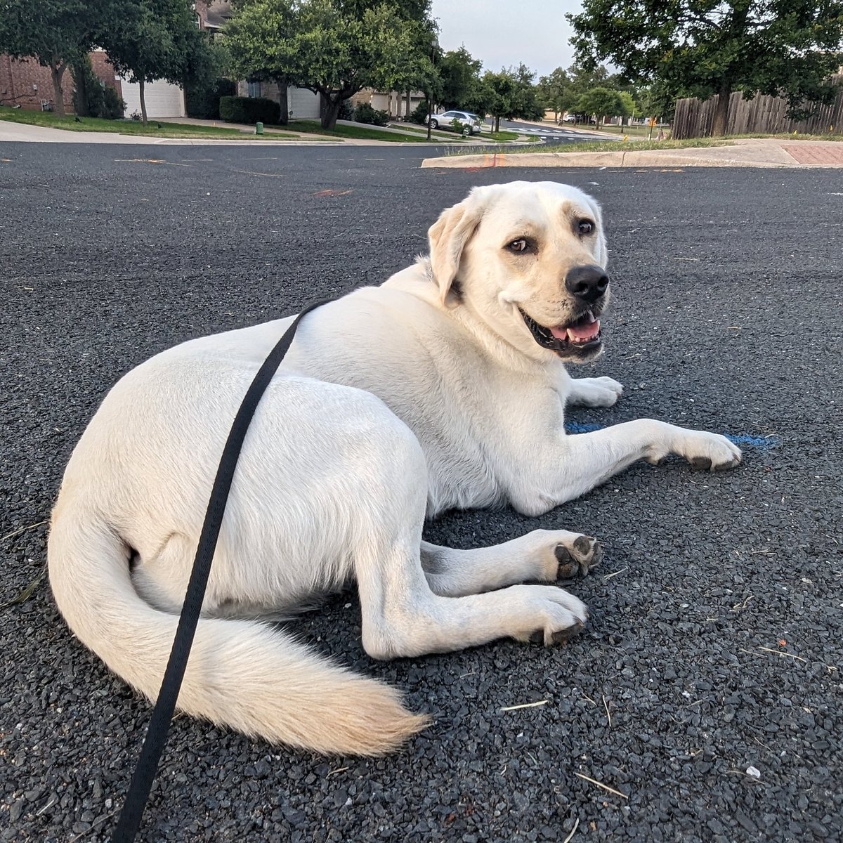 If you see this - quote tweet with the last picture of your pet - no cheating

(Why not.)