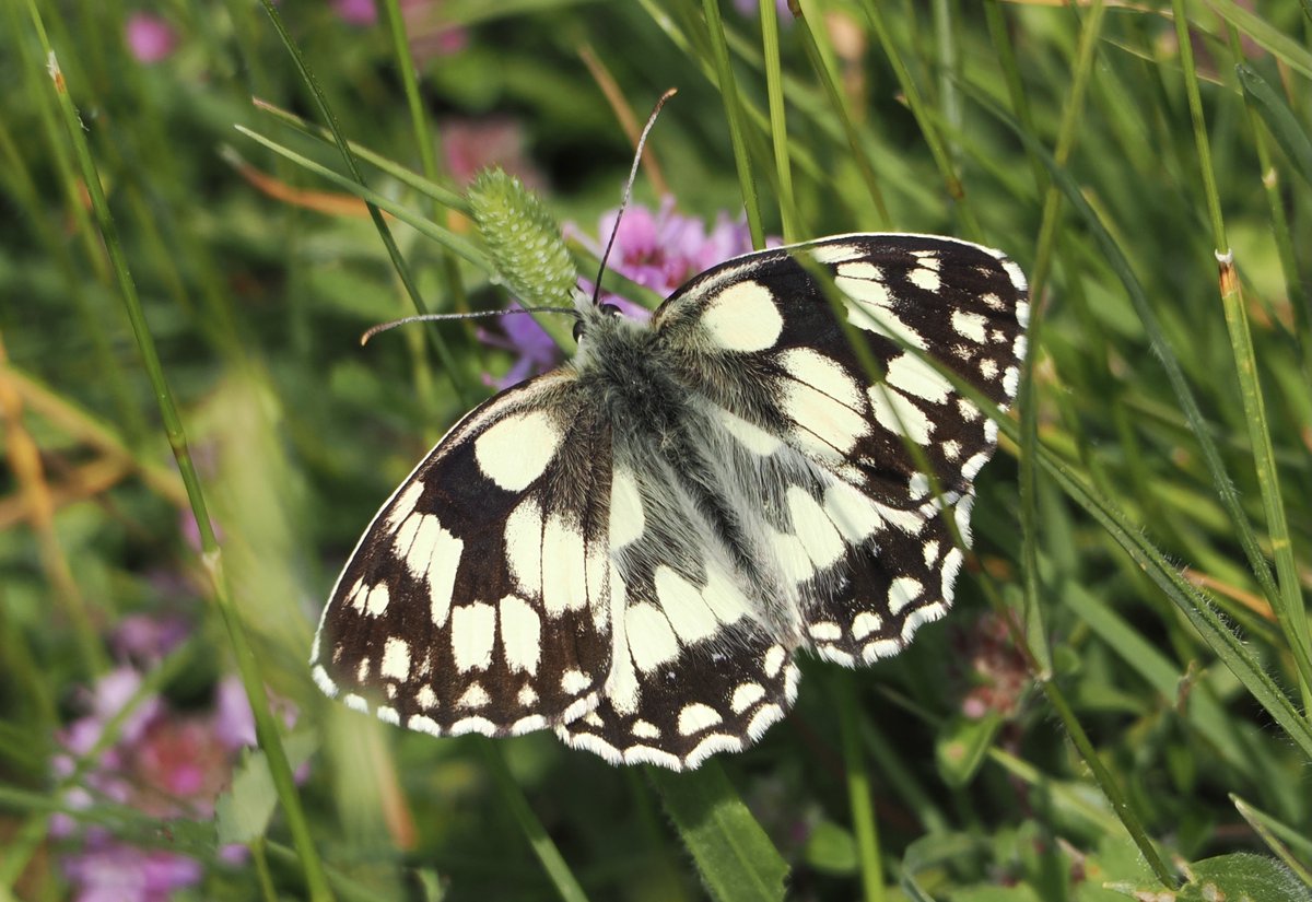 Marbled White on Collard Hill 7.6.23 @BCSomerset @savebutterflies @ukbutterflies @wildlife_uk